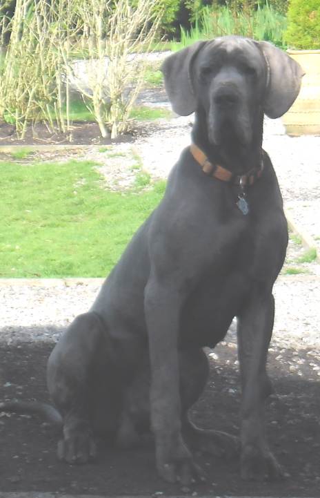 great dane merle cayenne kasjmier2.jpg